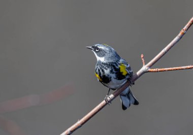 Sarı popolu bülbül Ottawa, Kanada 'da ilkbaharda dala tünedi.