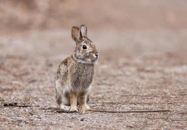 Bahar ormanında oturan genç bir pamuk kuyruklu tavşan..