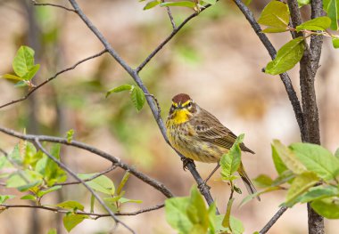 Palmiye bülbülü Ottawa, Kanada 'da ilkbaharda dala tünemişti.