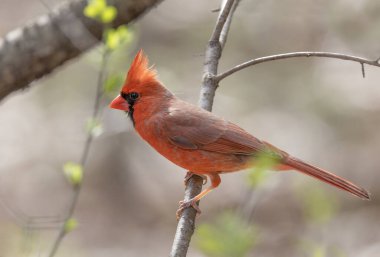 Kuzey Kardinali (Cardinalis Cardinalis) bir bahar sabahı Ottawa, Kanada 'da bir dala tünemiştir.