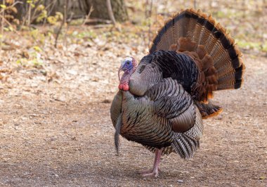 Doğu erkek Vahşi Hindi Tom (Meleagris dörtnala) Kanada ormanında kuyruk tüyleri ile kasıla kasıla yürüyor