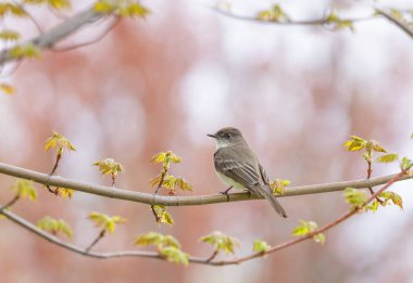 Doğu Phoebe Ottawa, Kanada 'da ilkbaharda şubeye tünemişti.