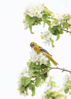 Baltimore Oriole 'un dişisi Ottawa, Kanada' da baharda çiçek açan bir elma dalına tünedi.