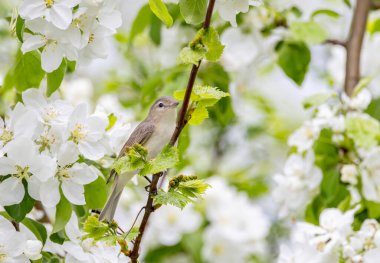 Warbling Vireo, ilkbaharda Kanada 'nın Ottawa şehrinde çiçek açan elma dalına tünedi.