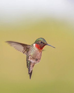 Yakut boğazlı sinekkuşu erkek, uçuşun yeşil arka planında izole edilmiş.
