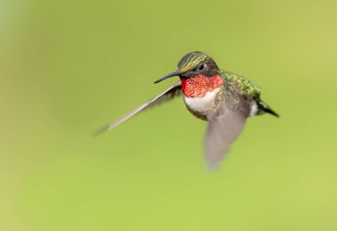 Yakut boğazlı sinekkuşu erkek, uçuşun yeşil arka planında izole edilmiş.