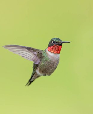 Yakut boğazlı sinekkuşu erkek, uçuşun yeşil arka planında izole edilmiş.