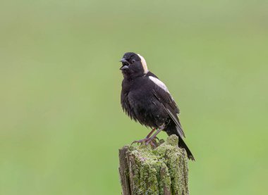 Bobolink erkeği, Kanada, Ottawa 'da bir çit direğine tünemiş şarkı söylüyordu.