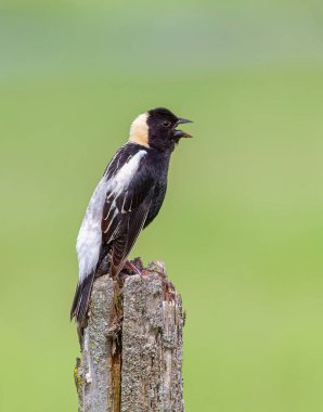 Bobolink erkeği, Kanada, Ottawa 'da bir çit direğine tünemiş şarkı söylüyordu.