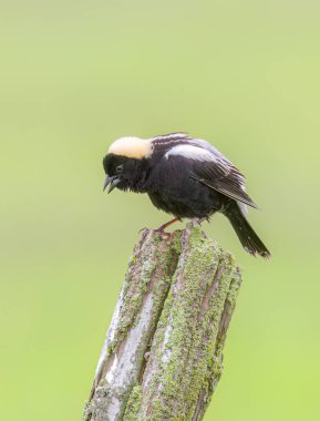 Bobolink erkeği Ottawa, Kanada 'da bir çit direğine tünemiş.