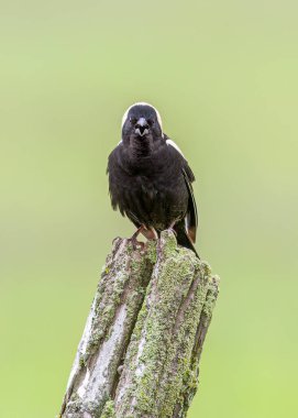 Bobolink erkeği, Kanada, Ottawa 'da bir çit direğine tünemiş şarkı söylüyordu.