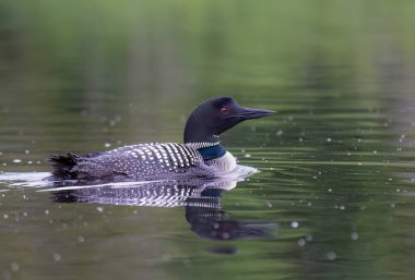Common Loon Gavia, Kanada 'daki Wilson Gölü' nde ilkbaharda yüzer.