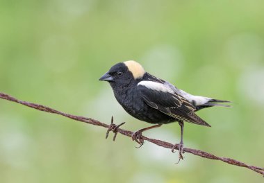 Bobolink erkeği, Kanada, Ottawa 'da dikenli tellere tünemiş.