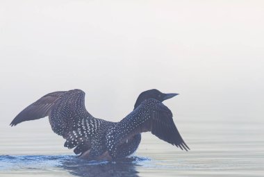 Kanada 'nın Ontario kentinde sisli bir sabahta tüylerini germek ve kurutmak için suyu delen yaygın bir dalgıç kuşunun (Gavia immer) yakınlaşması