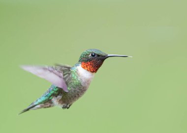 Yakut boğazlı sinekkuşu erkek, uçuşun yeşil arka planında izole edilmiş.