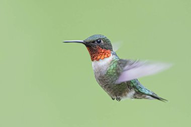 Yakut boğazlı sinekkuşu erkek, uçuşun yeşil arka planında izole edilmiş.