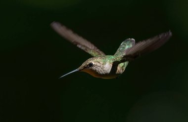Genç erkek yakut boğazlı sinekkuşu uçuşun kara arka planında izole edilmiş.