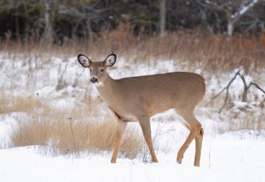 Dişi beyaz kuyruklu geyik Kanada 'da kış karında duruyor.