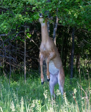 Büyük beyaz kuyruklu geyik Kanada 'daki monotonluk sırasında ormandaki ağaçlardan besleniyor.