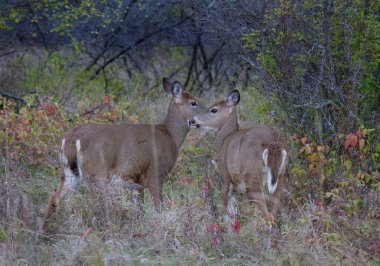 Kanada 'da ormanda beyaz kuyruklu geyikler buluşuyor.