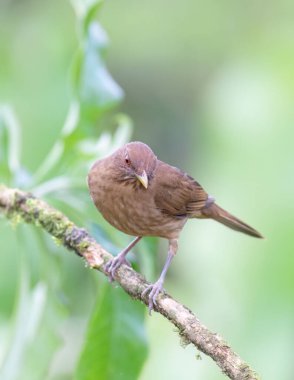 Kosta Rika 'nın yağmur ormanlarındaki bir dala tünemiş kil renkli Thrush