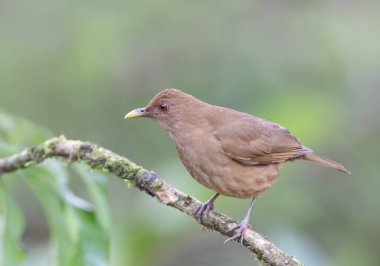 Kosta Rika 'nın yağmur ormanlarındaki bir dala tünemiş kil renkli Thrush