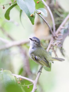 Gri başlı Elaenia, Kosta Rika 'nın yağmur ormanlarındaki bir dala tünedi.