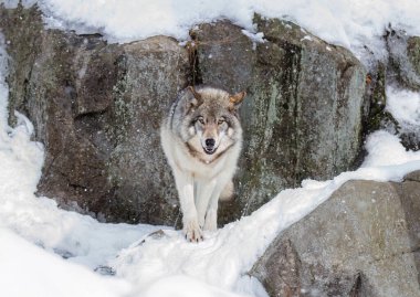 Yalnız bir kereste kurdu ya da Gri Kurt Dişi Kurt Kanada 'da düşen kış karında yürüyor.