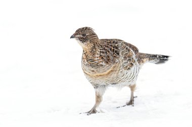 Yakalı orman tavuğu, Kanada, Ottawa 'da kış karında yürürken yakın plan.