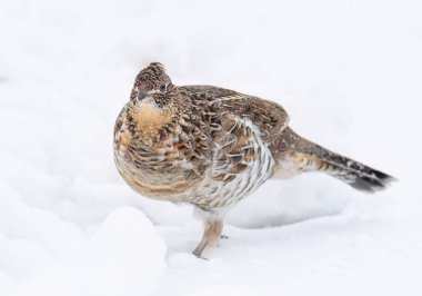 Yakalı orman tavuğu, Kanada, Ottawa 'da kış karında yürürken yakın plan.