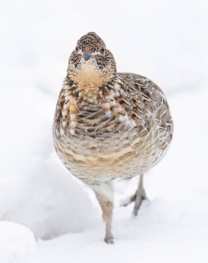 Yakalı orman tavuğu, Kanada, Ottawa 'da kış karında yürürken yakın plan.