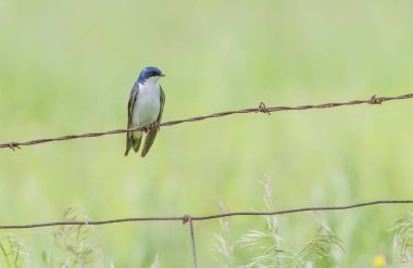 Ottawa, Kanada 'da ağaç kırlangıcı dikenli tele tünemiş.