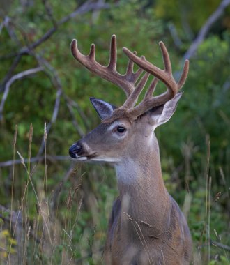 White-tailed deer buck in an early morning meadow with velvet antlers in summer in Canada