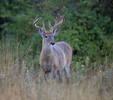 White-tailed deer buck in an early morning meadow with velvet antlers in summer in Canada