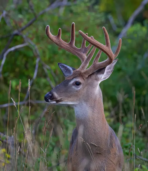 White-tailed deer buck in an early morning meadow with velvet antlers in summer in Canada