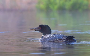 Common Loon Gavia immer, Kanada 'nın Ontario kentindeki Buck Gölü' nde baharda yüzer.