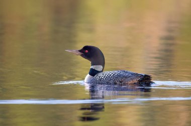 Common Loon Gavia immer, Kanada 'nın Ontario kentindeki Buck Gölü' nde baharda yüzer.