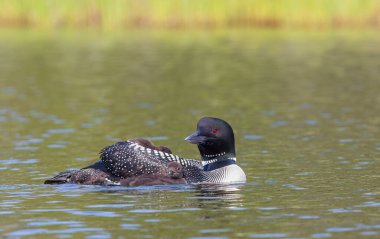 Beyaz Göl, Ont, Kanada 'da sırtüstü yüzen piliçlerle yakın çekim.