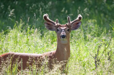 Beyaz kuyruklu geyik geyiği sabahın erken saatlerinde Kanada 'da ilkbaharda çayırlarda yürüyen kadife boynuzlarıyla doğrudan göz teması kurar.