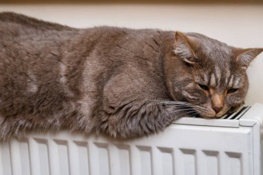 Gri kedi radyatörde ısınıyor..