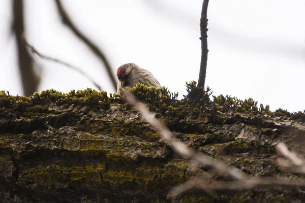 选择性聚焦照片 常见的红松鸟 橡木树枝上的这种火烈鸟 — 图库照片