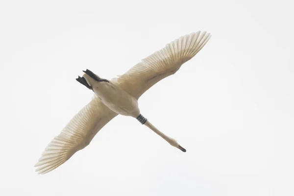 Foto Enfoque Selectivo Flying Whooper Swan Bird Cygnus Cygnus —  Fotos de Stock