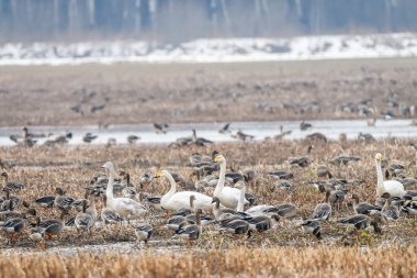 Seçici odak fotoğrafı. Whooper kuğu, Cygnus cygnus.