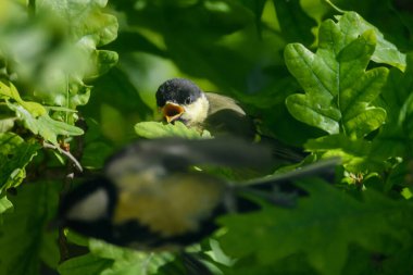 Selective focus photo. Great tit young bird, parus major.