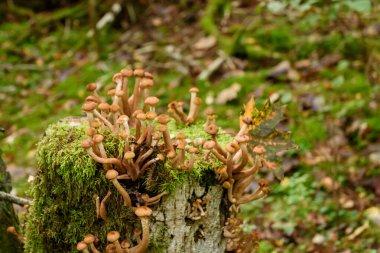Seçili odak fotoğrafı. Bal mantarı, Armillaria mellea. Ağaç gövdesindeki mantarlar eski yosun kaplı ormanlarda.