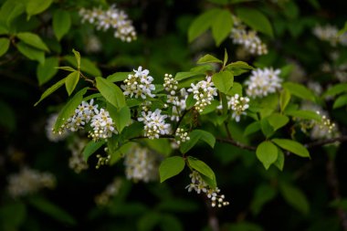 Seçici odak fotoğrafı. Kuş kiraz ağacı, erik yaprağı çiçek açıyor..