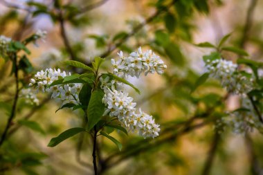 Seçici odak fotoğrafı. Kuş kiraz ağacı, erik yaprağı çiçek açıyor..