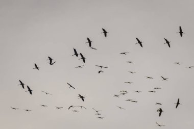 Seçici odak fotoğrafı. Gökyüzünde uçan kuş sürüsü..