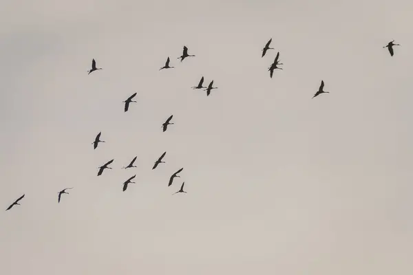 Вибіркова Фотографія Фокусу Зграя Звичайних Кранових Птахів Летять Небі Стокова Картинка