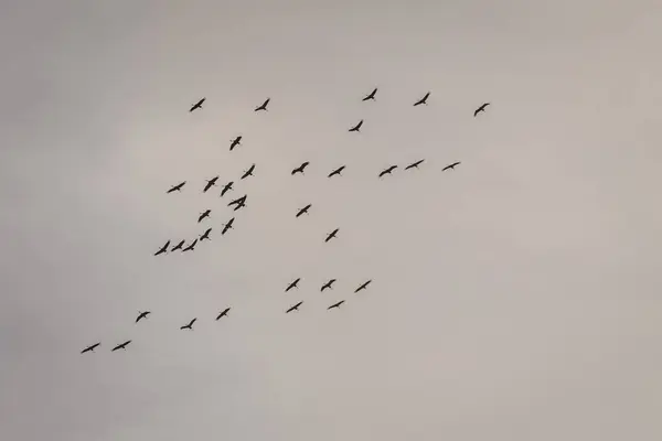 Вибіркова Фотографія Фокусу Зграя Звичайних Кранових Птахів Летять Небі Стокова Картинка